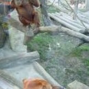 Malý orangutan se snaží (marně) zaujmut Fančinu pozornost