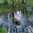 U druhého rybníčku se Fanča přeci jen smočila také