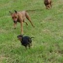 Kiki dává ridgebackům na frak