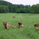 Společné foto (Tabinka v pozadí na společné fotografování .... zatím nereflektuje) Fanča, Dar, Simba, Kira, Maggie