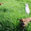 Brassila, Canny O´Sulivan a Fanča se ochlazují v trávě