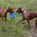 Úprava pravidel: dogfrisbee pro dva ridgebacky