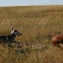 Saluki prohání ridgebacka