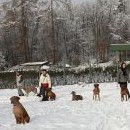 Rovnáme psy k hromadném odložení a přivolání: Dar má protekci