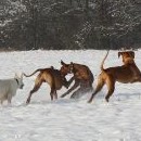 A jestli je ta rána do hrudníčku dost silná, bude Brassila na lopatkách zase