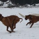 Brassila nedá Darovi pokoj ani po 4 hodinách