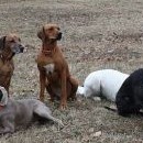 Třetí společná (doginky už šly domů, jsou ještě malinké)