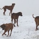 Honey, Tabi, Maggie a Kira (Fanča chybí)