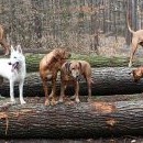 Trochu chaotická společná (Fanča, Canny, Brassila, Conny, Lucy, Sissy)