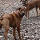 Lucy a Sissy: podobnost čistě náhodná