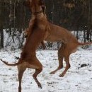Honey v luftě