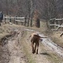 Fanča jde naproti občasným páníčkům