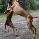 Tahle figura se asi jmenuje: "Smím prosit?" (pak totiž nastane tanec!)