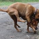 Honey všema čtyřma ve vzduchu I