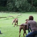 Den čtvrtý - coursing. Kira ukazuje Brassile, jak na to