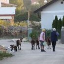 Ještě nebylo osm a kozy už šly z prochajdy domů