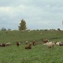 Krávy na pastvě