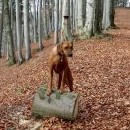 Fanča válí (Václav Havel nedaleko odsud válel sudy, Fanča trénuje na polenech)