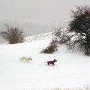 Fanča s Canny se vracejí z první výpravy (jsou mnohem dál, než to na fotce vypadá)