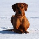 Pak že si ridgeback do sněhu nelehne