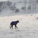 Tabi zlehka našlapuje, aby se nepropadla