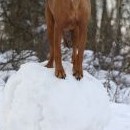 Fanča pózuje na zbytku huhuláka (v neděli se ještě smál!)