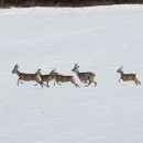 Část živých návnad - Fanče zvedly adrenalin!