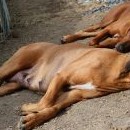 Ridgeback je pes otužilý, pohodlí nevyžaduje