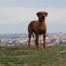 Fanča mezi Vyšehradem a Žižkovskou věží