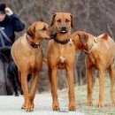 Fanča a Honey kontrolují Freyu - z obou stran