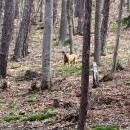 Trajdá si spokojeně po lese a z povzdálí nás pozoruje