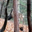 Jen jedna z těch, co jsme s Fančou viděly, chvíli postála (ten strom tam neměl být)