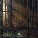 Slunce se prodírá do lesa