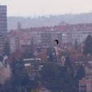 Buď poštolka nebo rorýs (datel má totiž červenou čepičku!)
