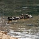 Ani si nevšimly, že u břehu číhá krokodýl!