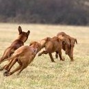 Fanynka rozjíždí coursing