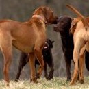 Týna a Muňáno prověřují labradorskou dvojku