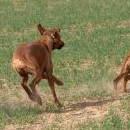 Ridgeback je pověstný svou elegancí v pohybu