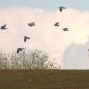 Můňák zahajuje romantickou seancí s holuby