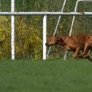 Vzdálenost mezi Mellory a střapečkem se rychle zkracuje