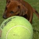 Malý ridgeback s velkým tenisákem