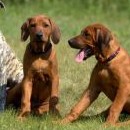 Charley, Maty a Berllyn