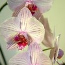 A doma nám rozkvetla orchidej