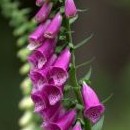 Digitalis purpurea