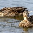 Pražské kačenky se pohupují na vlnkách Vltavy