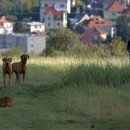 Ve čtvrtek na Dívčákách byly Honey a Moon první