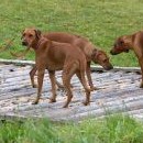 A mostek unese čtyři ridgebacky najednou