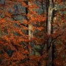 Podzimní les