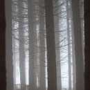 Mlha v lese