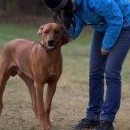 A Maty už po stočtrnácté poslouchá srandovní pohádku o tom, že ridgeback neštěká